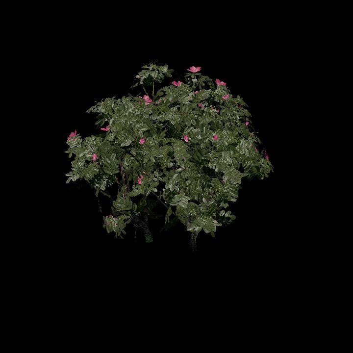 Nature, Plant, Rose Hip 2