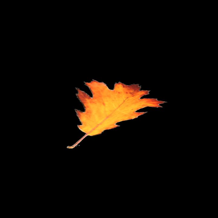 Nature, Leaf, Fall 2