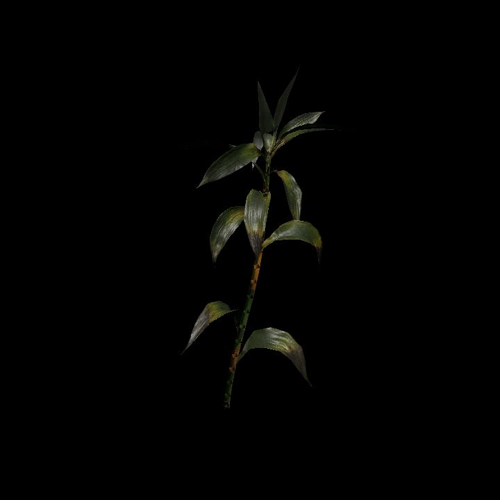 Nature, Plant, Bamboo 4