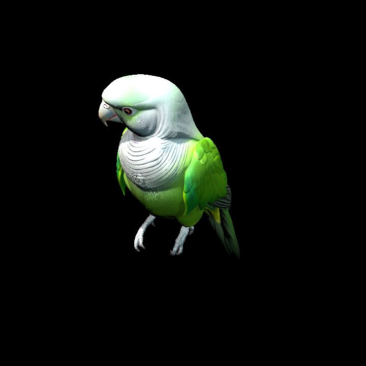Monk Parakeet