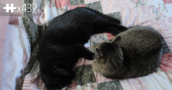cute cats