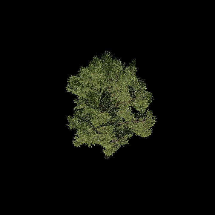 Nature, Tree 8