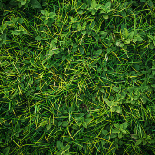 GRASS 2