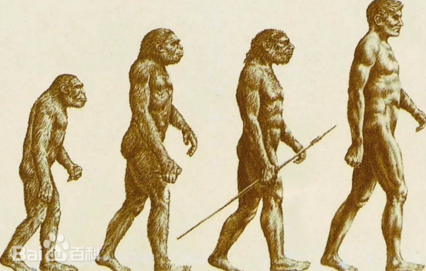 Evolution of Ape Man