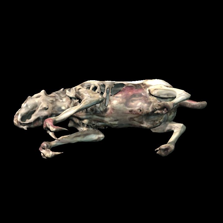 Rotting rat on side