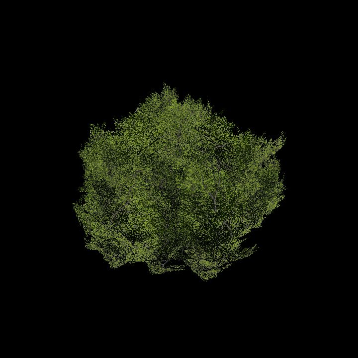 Nature, Plant, Shrub 1