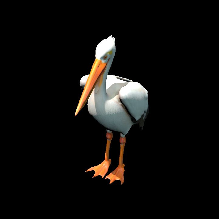 White Pelican