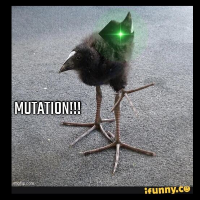 pukeko