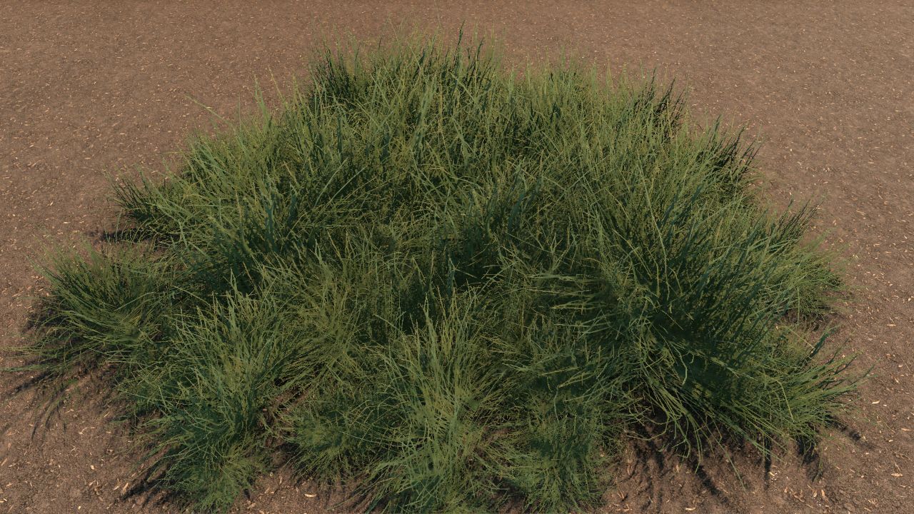 Triodia Grass Bundle
