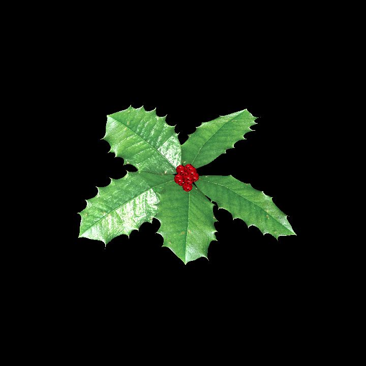 Holly Leaf