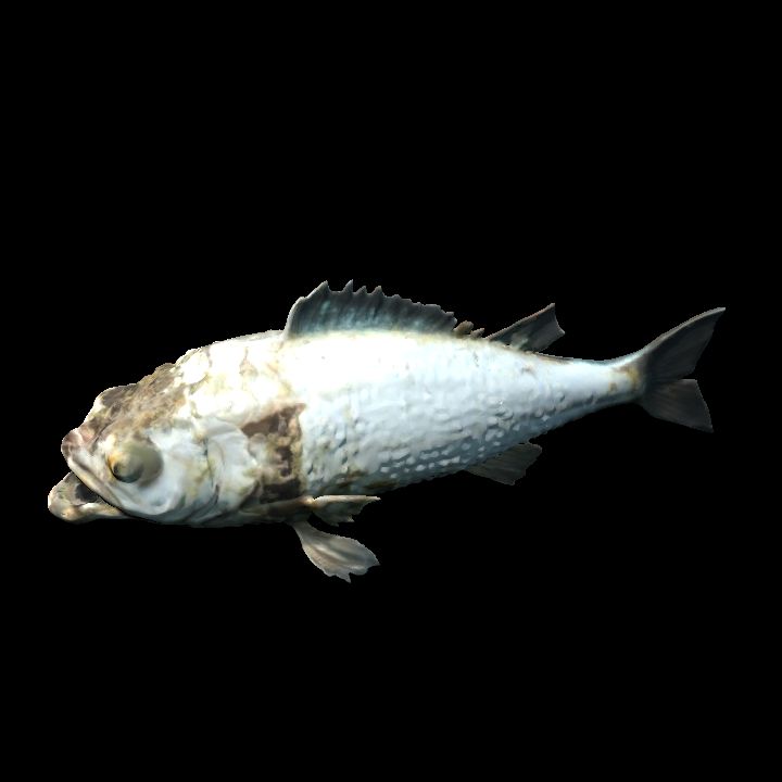 Rotting fish
