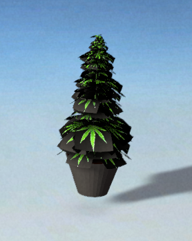 Coca Bush