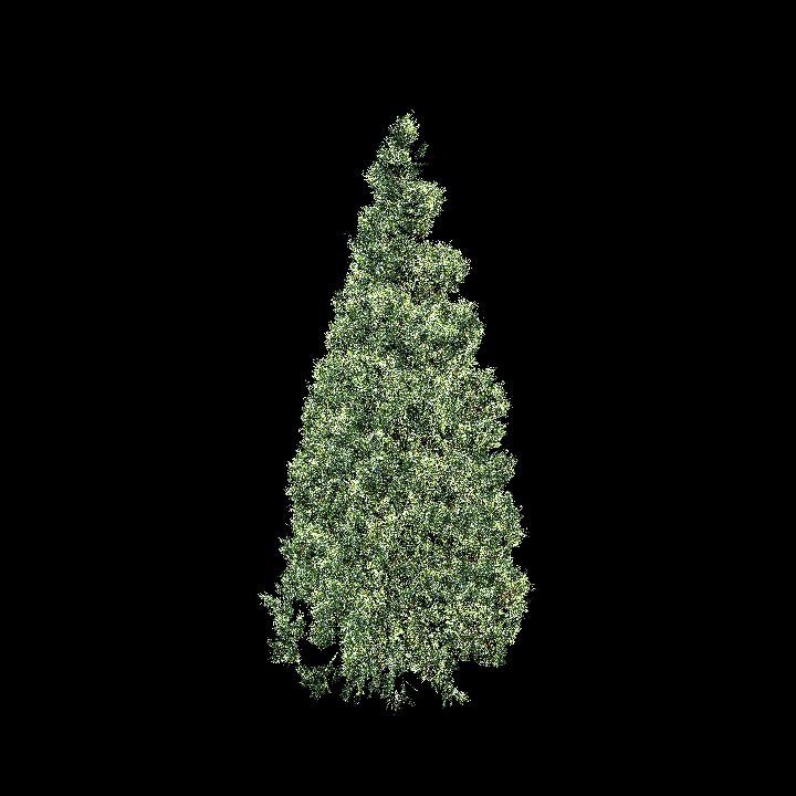 Nature, Tree, Pine 1