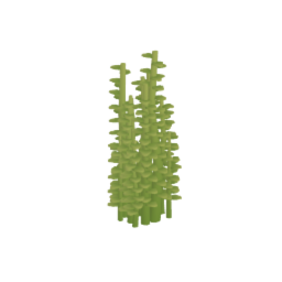 Herb (thyme)