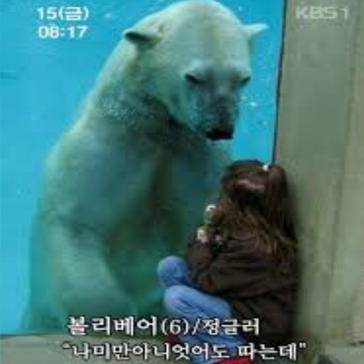 보일베어