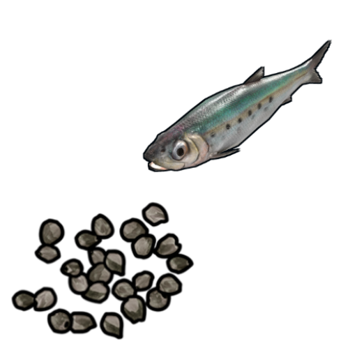Sardine Seed