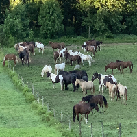 Smoky Horse Herd