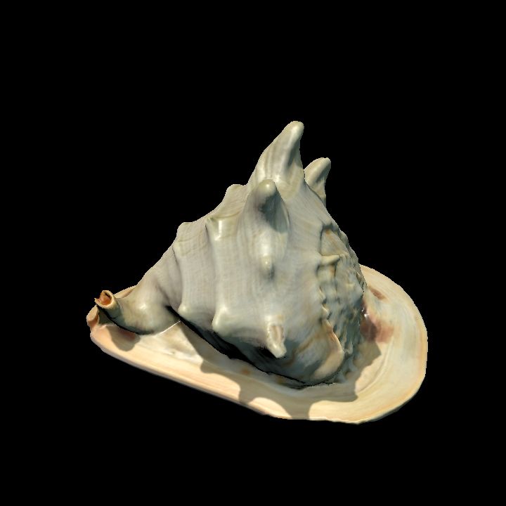 Conch shell