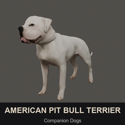 Graves CD: American Pit Bull Terrier