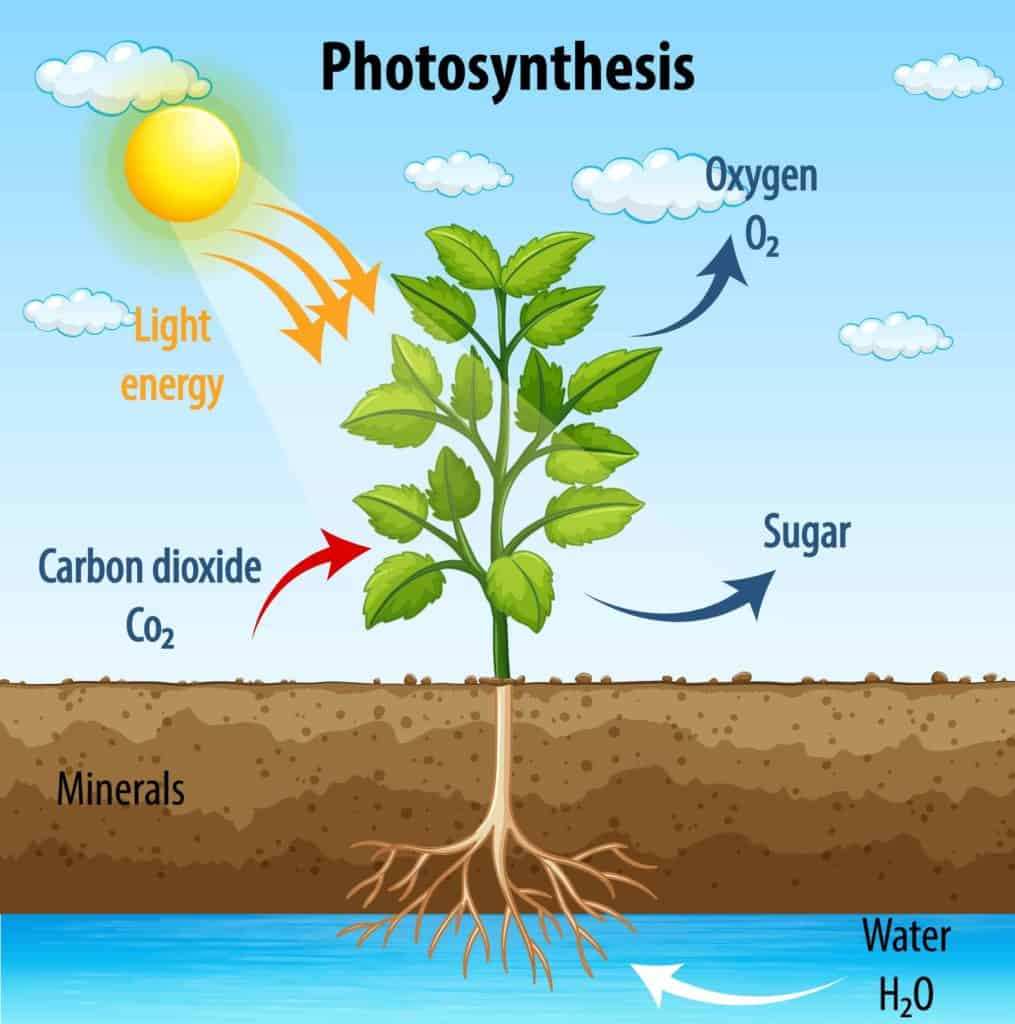 (Almost) Photosynthetic Crew