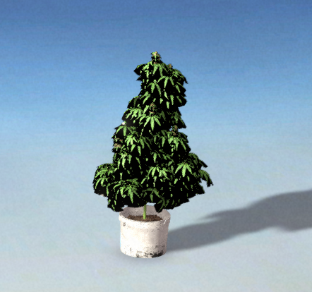 Weed Plant