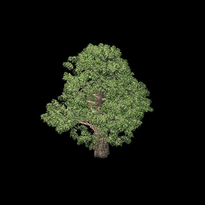 Sequoia3