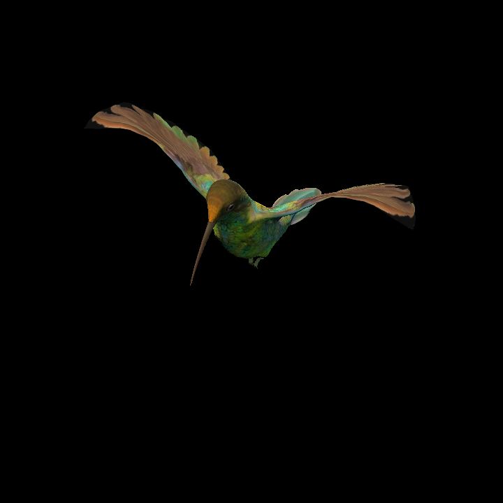Humming bird 2