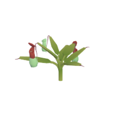 Pitcher plant nepenthes