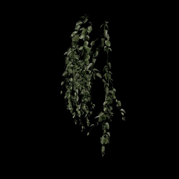 Nature, Plant, Vine, Wall 6