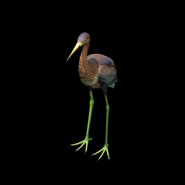 Limpkin