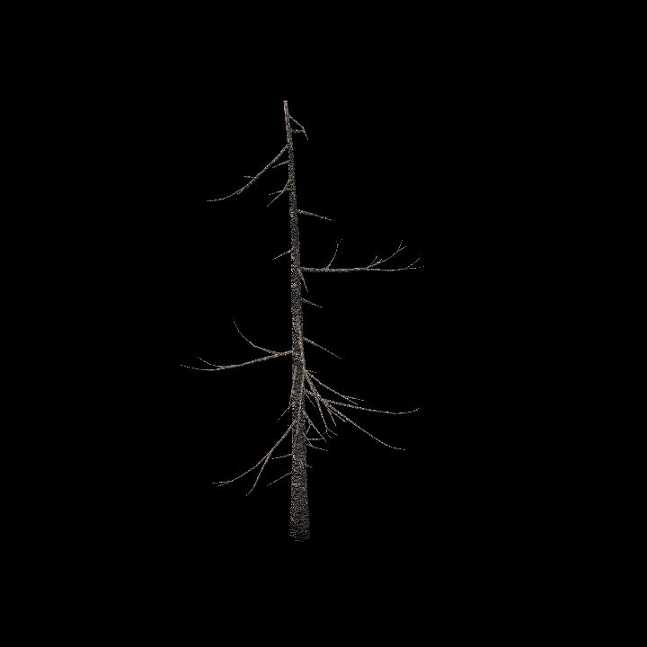Nature, Tree, Bare 3