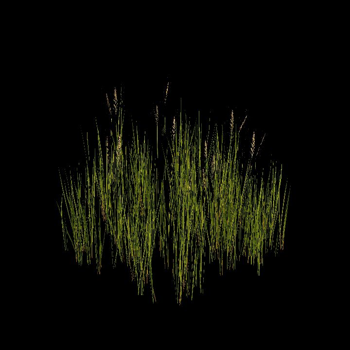 Straw or wheat unripe (scatter, optim)