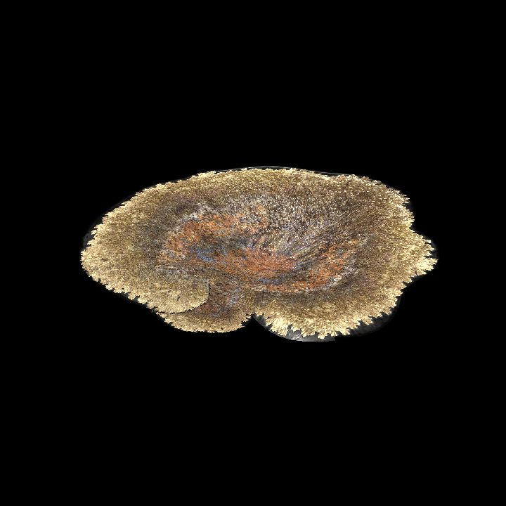 SM_Coral_Plate_Montipora