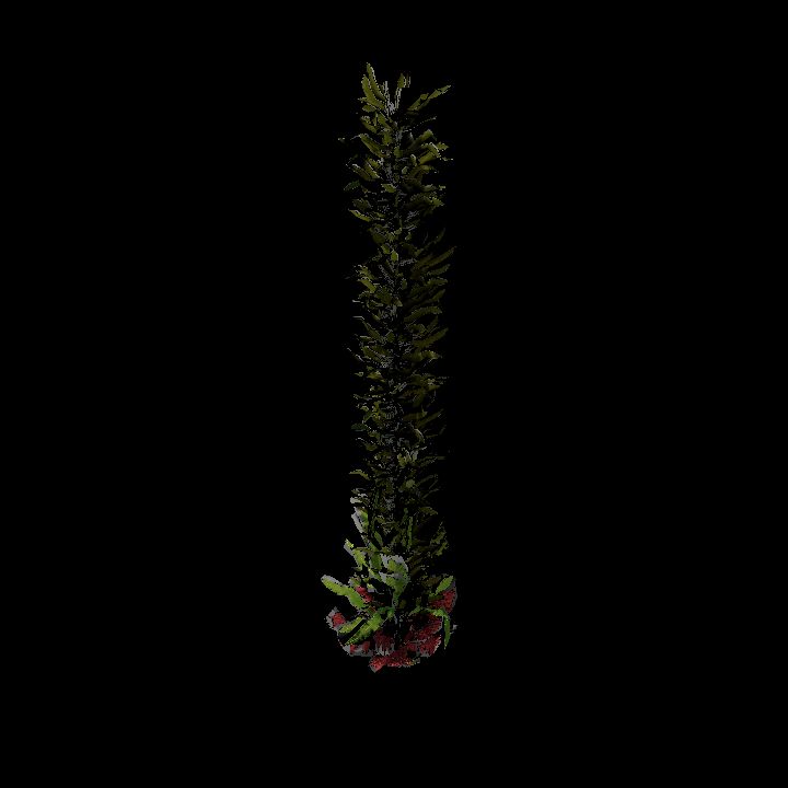Seaweed