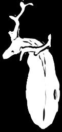 Deer D