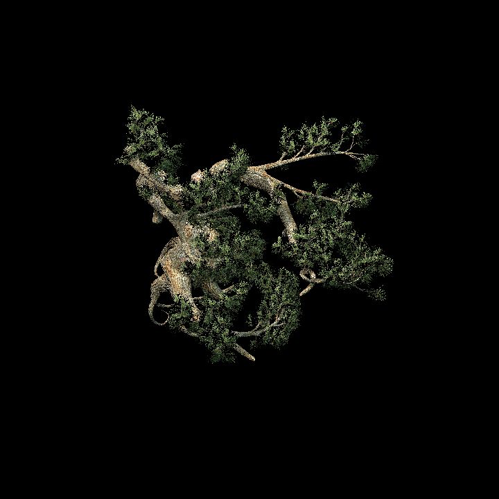 exotic pine