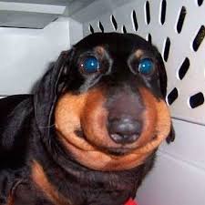Dawg2