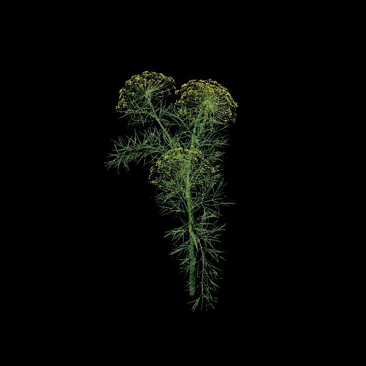 Dill