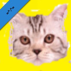 Kitty Cat