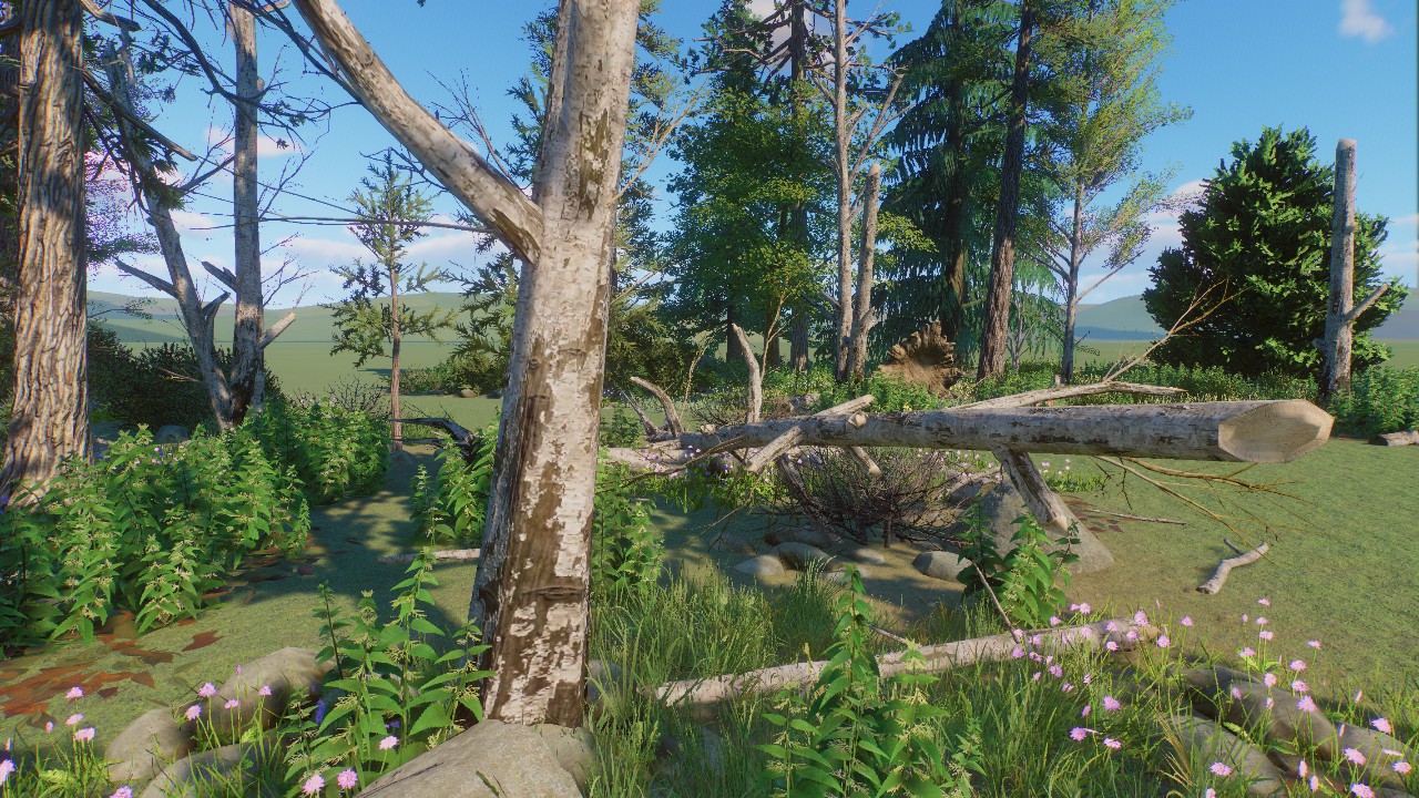 Forest Scenery 18