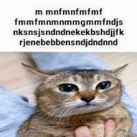 cat magnifier 