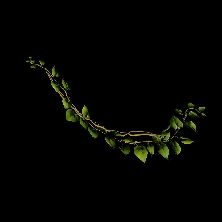 Vine_31