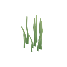 Seaweed Plant