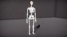 Human Skeleton (Homo sapiens)