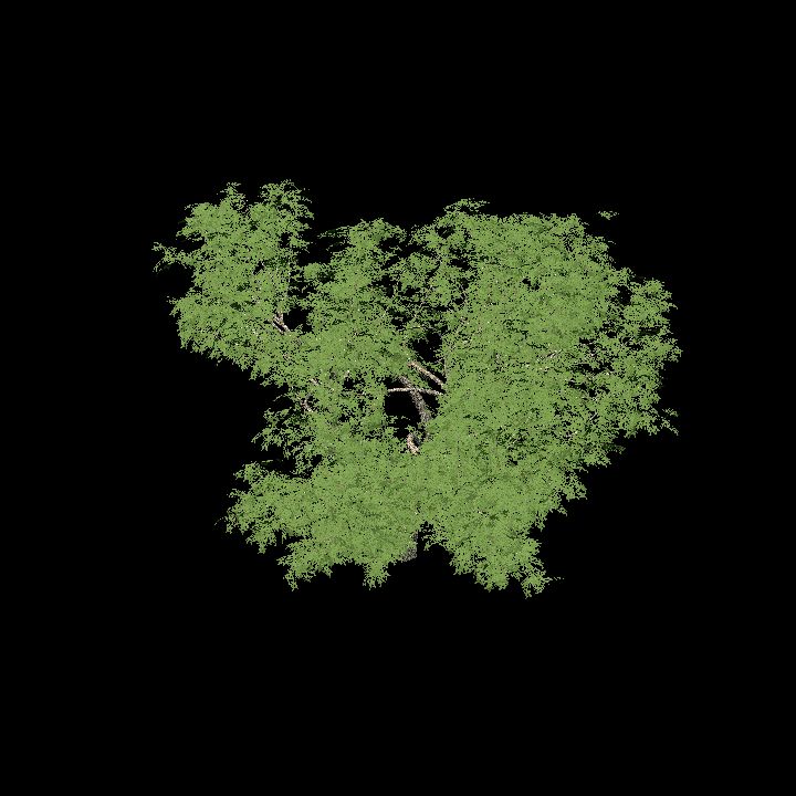 mighty oak tree 1 of 3