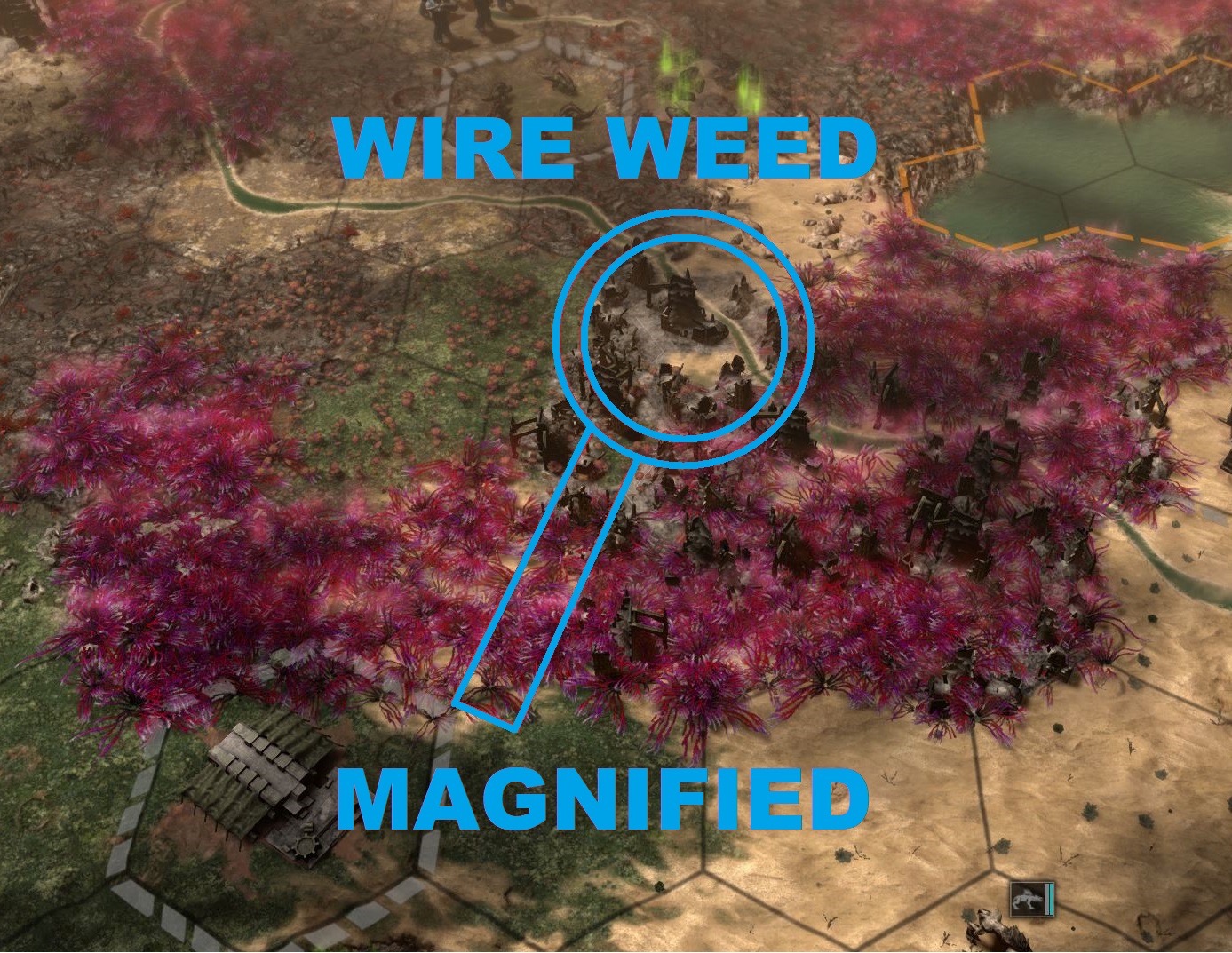 Wire Weed Magnified