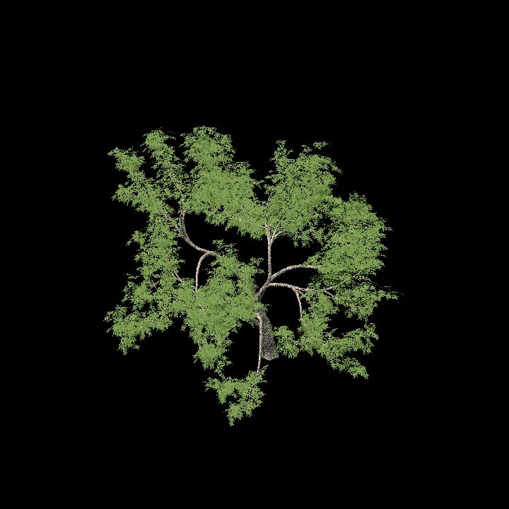 mighty oak tree 3 of 3