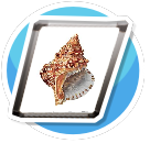Sea Shell Fine Art 2 preview