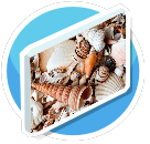 Sea Shells preview