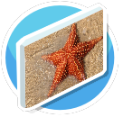 Starfish Canvas preview